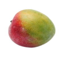 Mangue