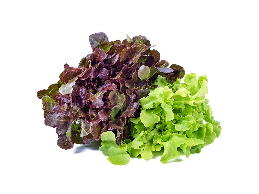 Salade feuille de chêne